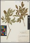 Foto von Salix aegyptiaca L. x Salix elbursensis Boiss.